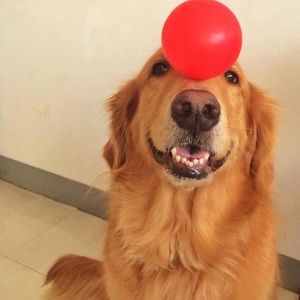 Meet your Posher, Blaise